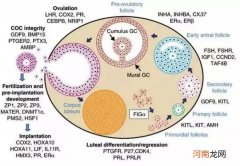 卵子退化是取卵晚了吗