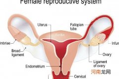 女性排卵期有什么表现