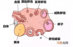 做排卵监测要注意什么