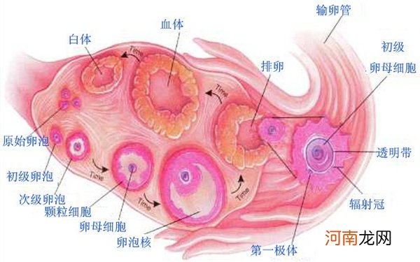 内膜8mm没有卵泡多久会排卵