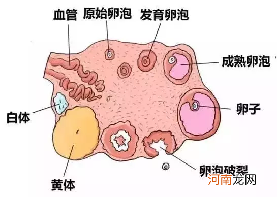 月经第18天还没排卵正常吗