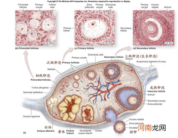 正常成熟的卵泡有多大