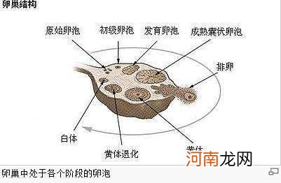 查卵泡是干嘛的