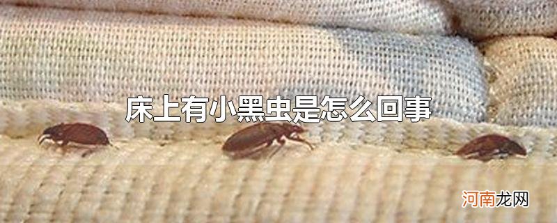 床上有小黑虫是怎么回事