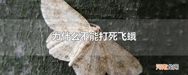 为什么不能打死飞蛾