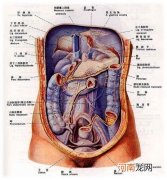 人体内脏器官位置分图布