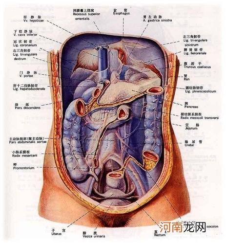 人体内脏器官位置分图布