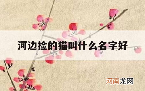 河边捡的猫叫什么名字好_捡来的猫取什么名字好听