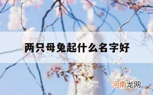 两只母兔起什么名字好_给母兔子起什么名字好