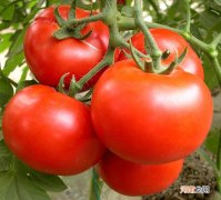 西红柿也能强“精”健体