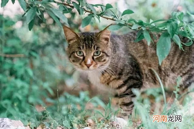 中华田园猫的品种 中华田园猫图片