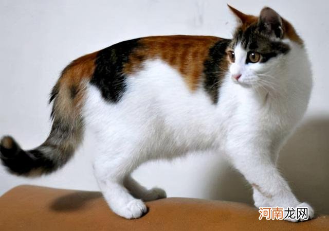 中华田园猫的品种 中华田园猫图片