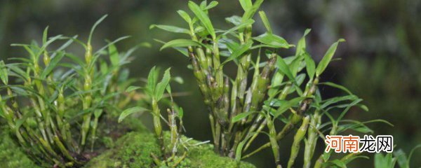 如何用木头种石斛 石斛木桩种植法分享