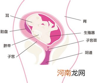 孕26周胎儿男女胎动图