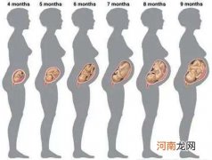 怀孕25周男女肚子形状