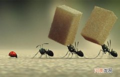家庭防治蚂蚁小妙招 家里发现有蚂蚁窝怎么办