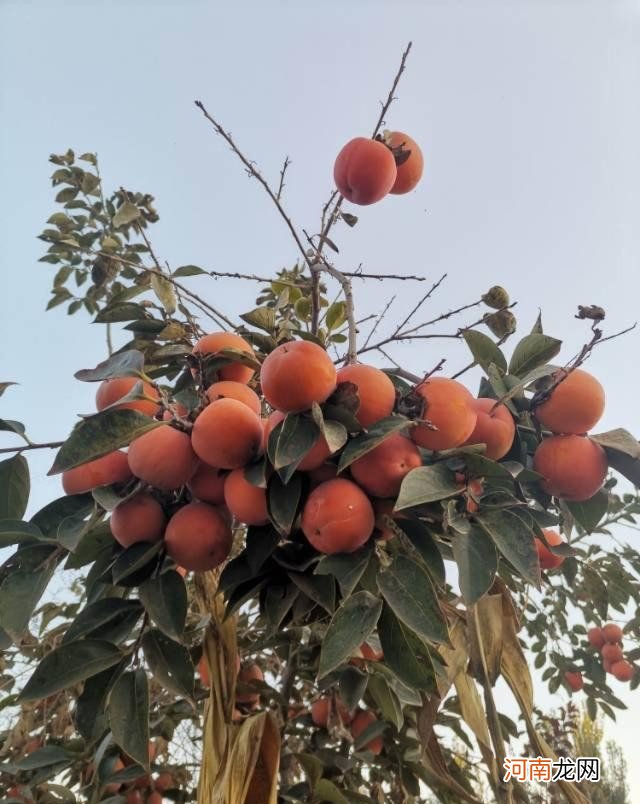 秋天常见的水果有那些 秋季吃什么水果最好
