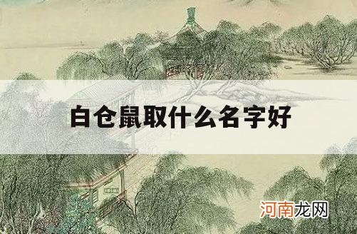 白仓鼠取什么名字好_白仓鼠取什么名字好听