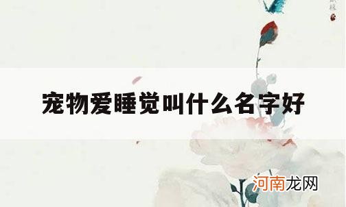 宠物爱睡觉叫什么名字好_爱睡觉的宠物名字