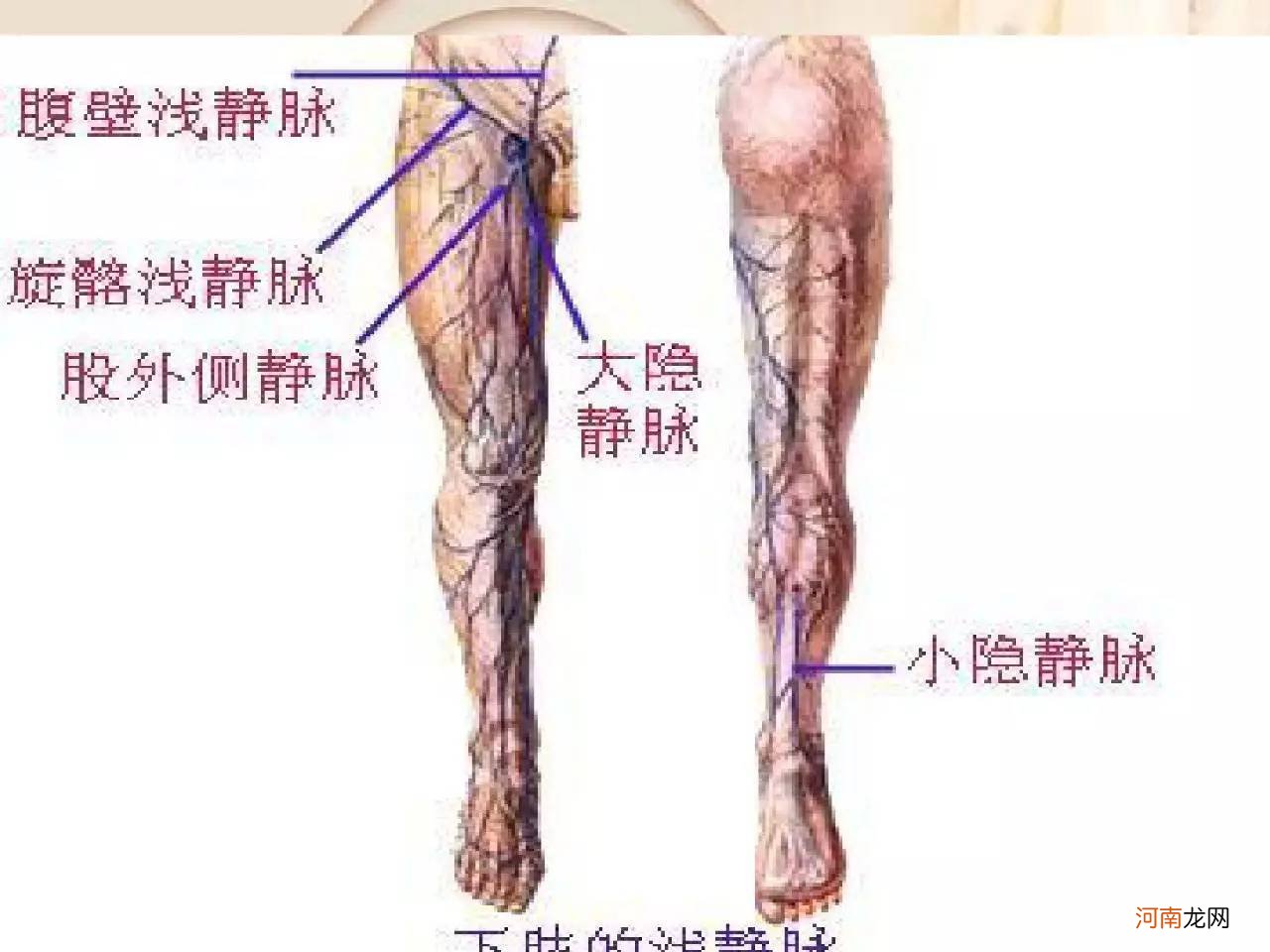 大隐静脉解剖图