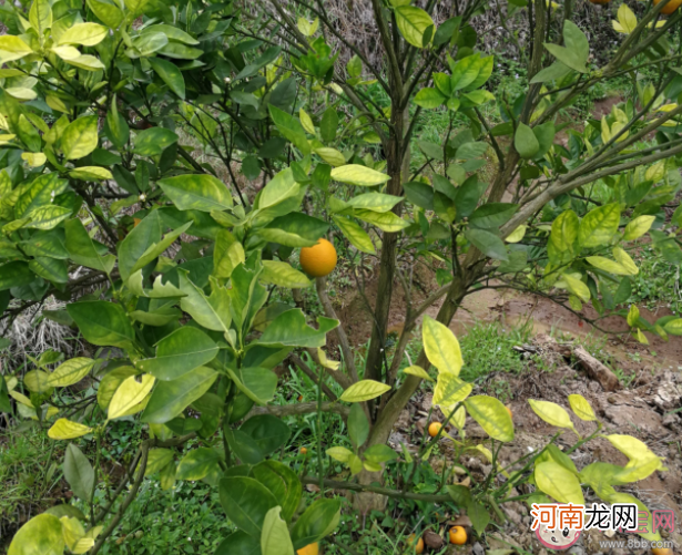 柑橘|柑橘在生长过程中叶片失绿发黄是为什么 蚂蚁新村6月10日答案