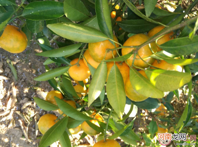 柑橘|柑橘在生长过程中叶片失绿发黄是为什么 蚂蚁新村6月10日答案