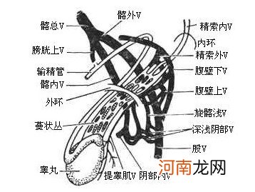 真人精索静脉曲张图片