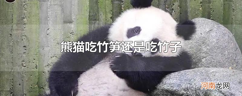 熊猫吃竹笋还是吃竹子