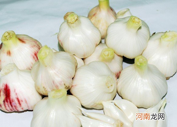 什么醋泡大蒜功效最好