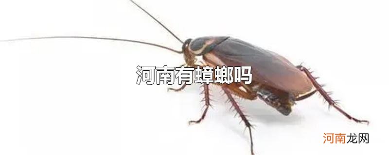 河南有蟑螂吗