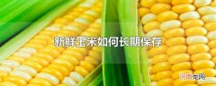 新鲜玉米如何长期保存