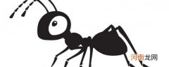 蚂蚁的家叫什么 蚂蚁的家怎么称呼