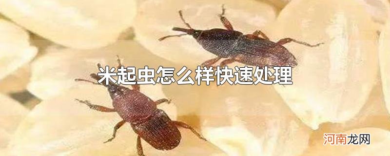 米起虫怎么样快速处理