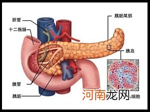 胰岛功能差怎么恢复