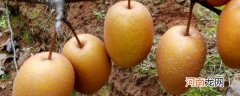 金珠果梨的吃法有哪些 金珠果梨的吃法简单介绍