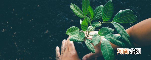 家里合适摆放什么植物 家里放什么植物好