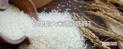 长虫的大米还能吃吗?
