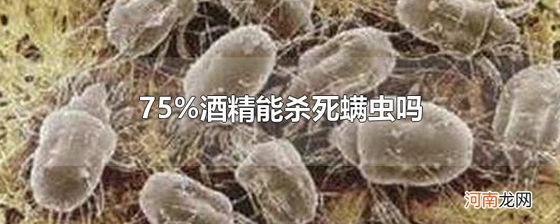 75%酒精能杀死螨虫吗