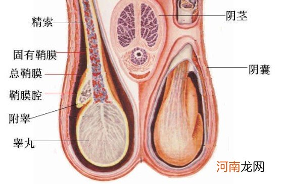 左边睾丸里面有一坨东西