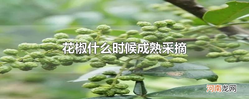 花椒什么时候成熟采摘