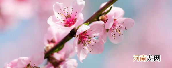 桃花茶怎么泡 桃花茶的正确冲泡方法