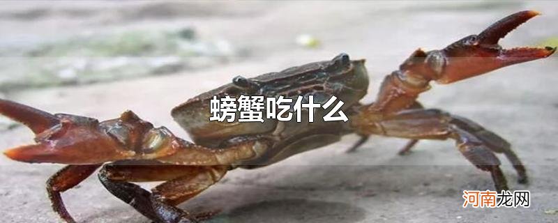 螃蟹吃什么