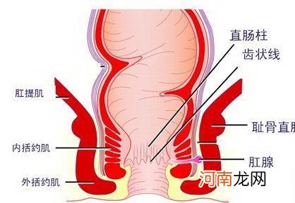 女人肛门坠胀老有便意