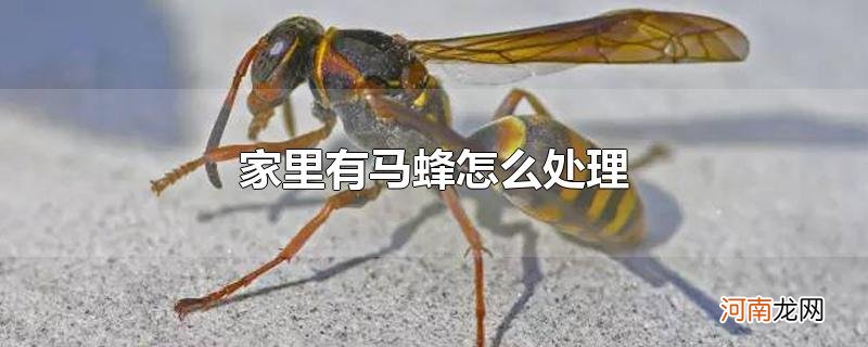 家里有马蜂怎么处理