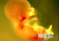 怀孕2个月胎儿的发育状况