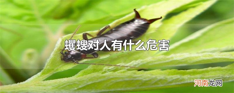 蠼螋对人有什么危害