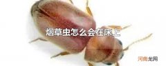 烟草虫怎么会在床上