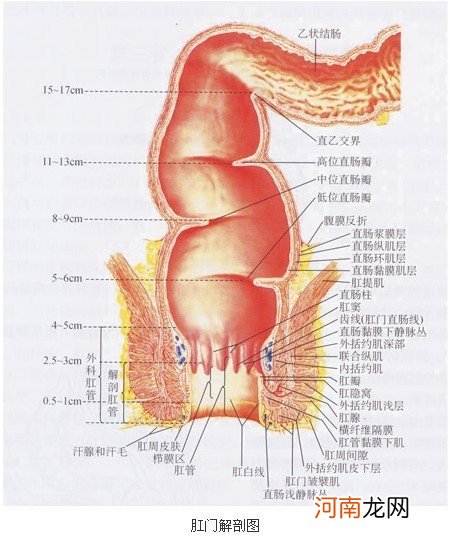 女生肛门长了个肉坠痒