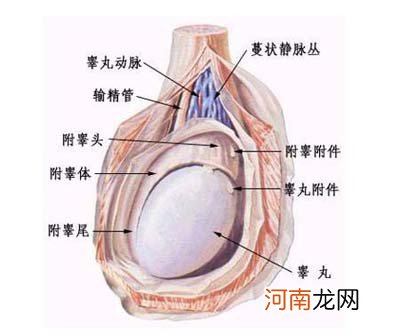 补男人睾丸吃什么药最好