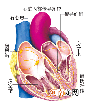 心脏传导不好吃什么药